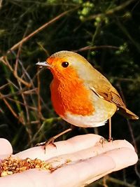 Close-up of bird