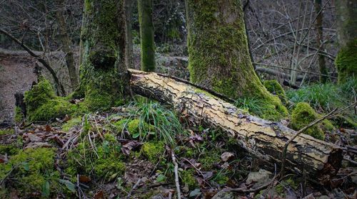 Trees in forest