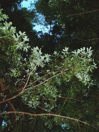 Trees and leaves in forest