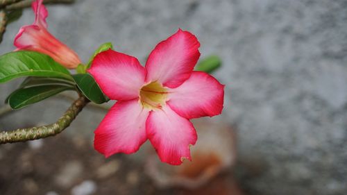 Close-up of pink hibiscus blooming outdoors