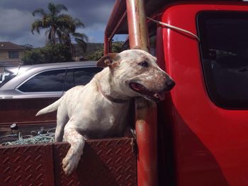 Close-up of dog in car