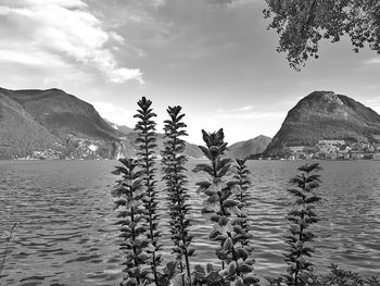 Plants by lake against sky