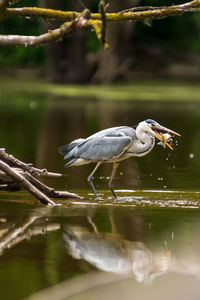 Gray heron in river fishing 
