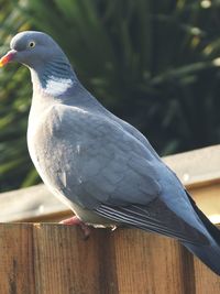 Close-up of bird perching outdoors