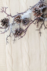 Close-up of wilted plant by white wall