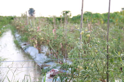 Close-up of plants growing on field