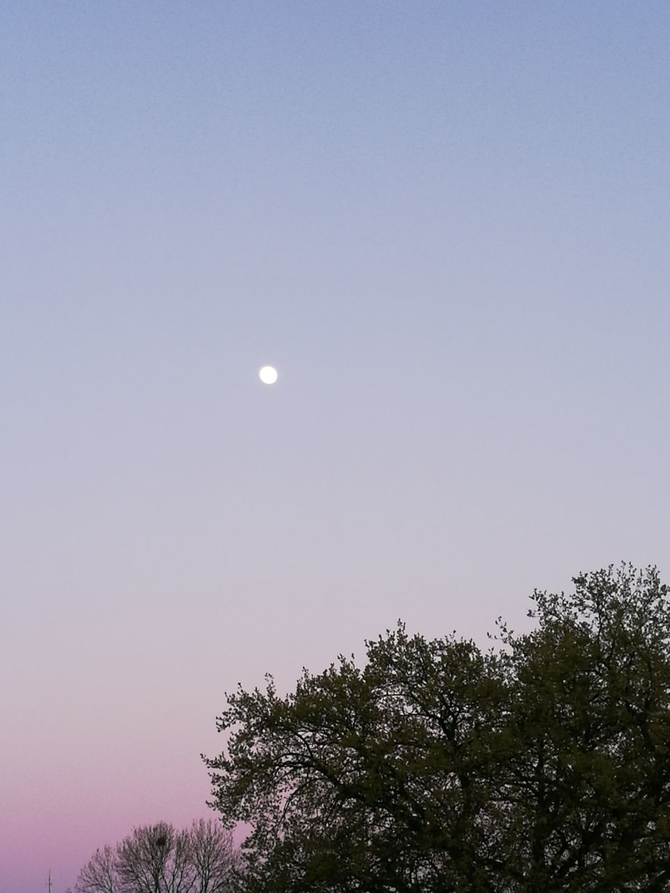 moon, tree, nature, low angle view, clear sky, beauty in nature, tranquility, scenics, tranquil scene, outdoors, crescent, no people, astronomy, half moon, sky, night, space