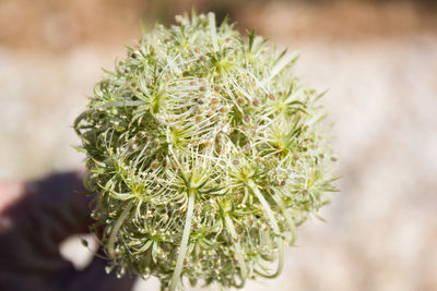 Close-up of succulent plant