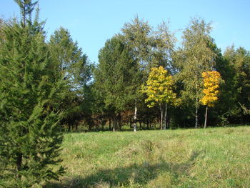 Trees on field against sky