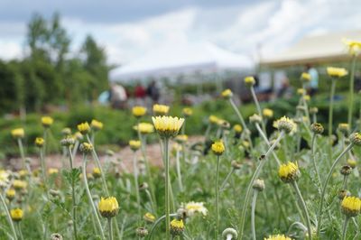 Close-up of yellow flowering plants on field