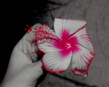 Close-up of cropped hand holding flower