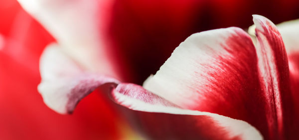 Close-up of red rose