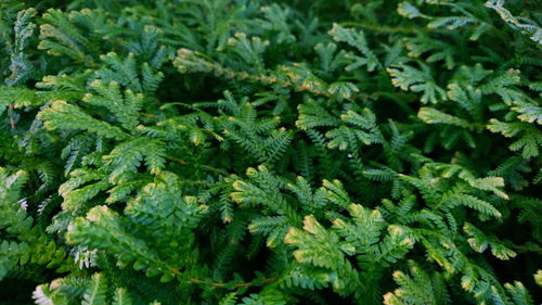 Full frame shot of fresh green plants