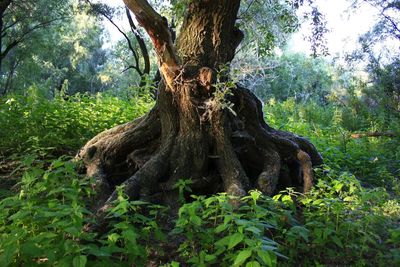 Trees in forest