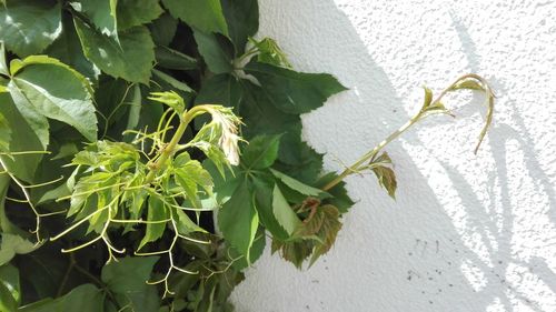 Close-up of fresh green plant