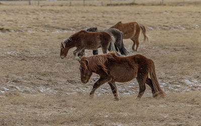 Full frame view of group of horses during winter in a field