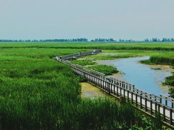 Scenic view of agricultural field against clear sky