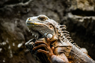 Close-up of lizard