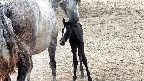 Horse on field