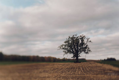 Tree on field against sky