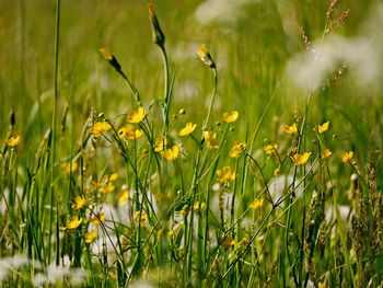 Close-up of yellow flowering plants on field