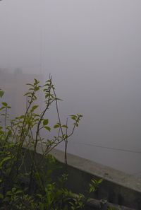 Plant by lake against sky