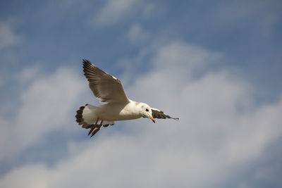 Low angle view of seagull flying