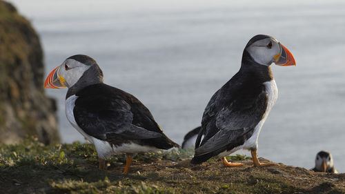Puffins on field against lake
