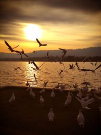 Seagulls flying against river at sunset