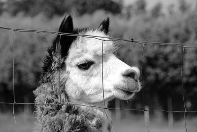 Close-up of alpaca