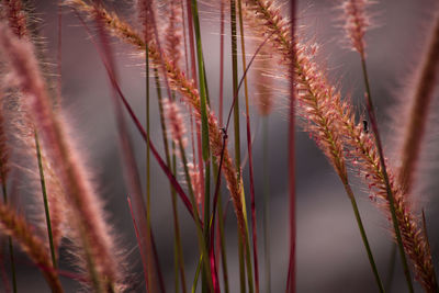Close-up of fresh plants