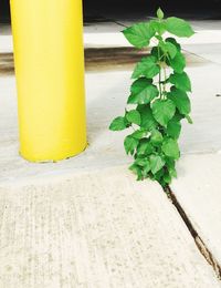 Plant growing on the ground