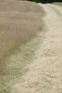 Close-up of agricultural field