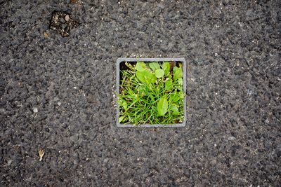 High angle view of plant on street