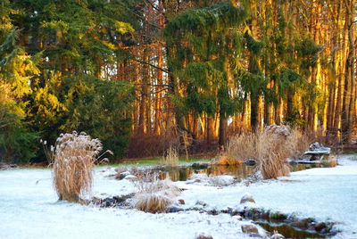 Trees in forest during winter