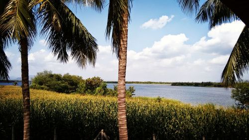 Scenic view of palm trees against sky