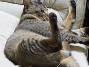 Close-up of cat lying down