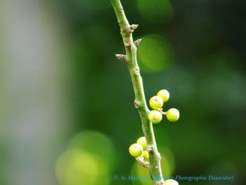 Close-up of fruit on plant