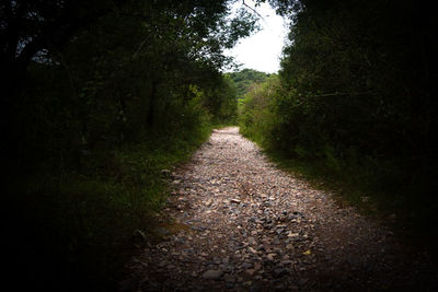 Footpath amidst trees