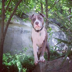 Portrait of dog on tree