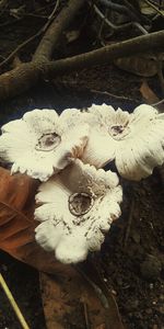 High angle view of mushrooms growing on field