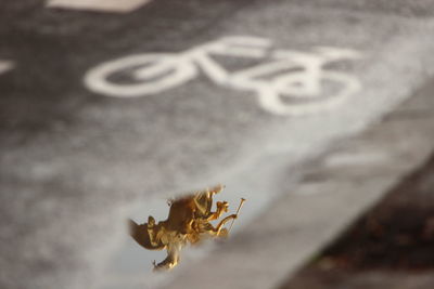 Close-up of insect on flower