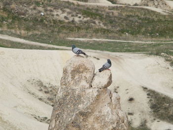 View of bird perching on rock