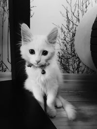 Portrait of white cat sitting at home