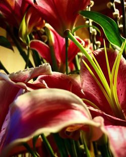 Close-up of red flower