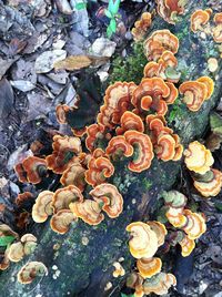 High angle view of mushrooms growing on rock