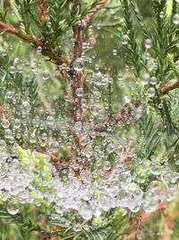 Full frame shot of water drops on plants