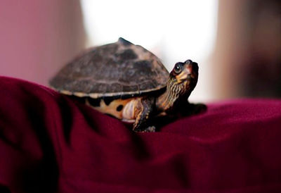 Close-up of tortoise