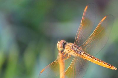 Close-up of insect on leaf