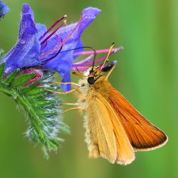 Close-up of butterfly pollinating on flower